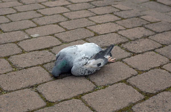 Dead dove on a road — Stock Photo, Image