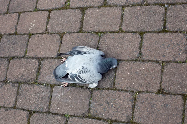 Dead dove on a road — Stock Photo, Image