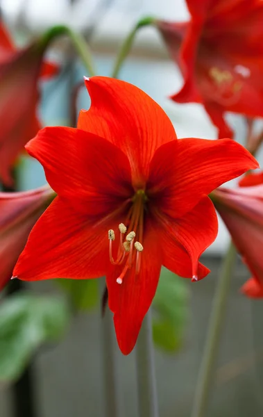 Amaryllis (Hippeastrum hybrids) — Stock Photo, Image