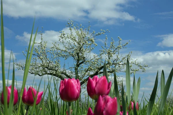 Orchard with tulips — Stock Photo, Image