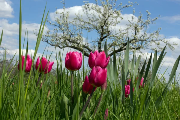 Orchard with tulips — Stock Photo, Image