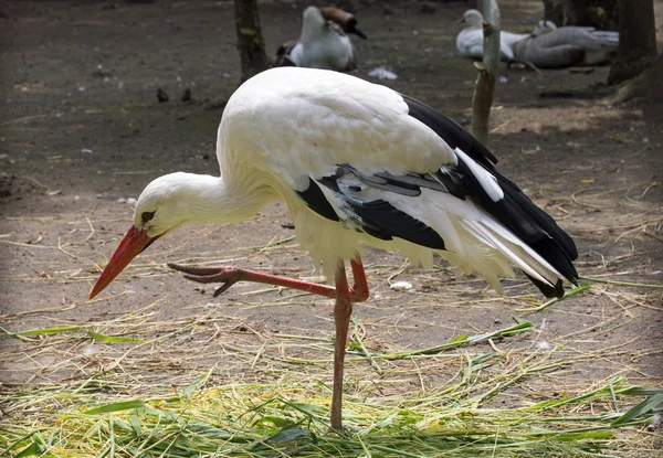 Une cigogne blanche — Photo