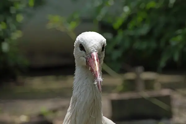 Een ooievaar — Stockfoto