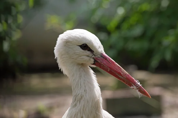 Een ooievaar — Stockfoto