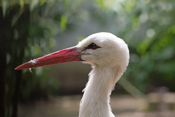 Een ooievaar — Stockfoto