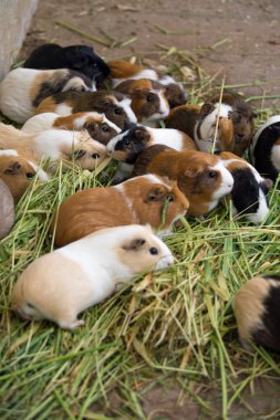 Eskiden şiling şimdi domuz, yakın çekim