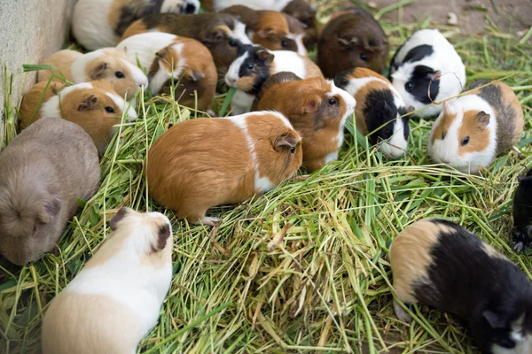 Meerschweinchen aus nächster Nähe — Stockfoto