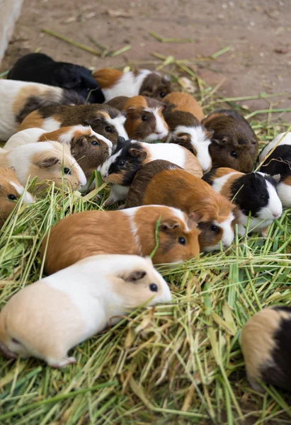 Cavia, close-up — Stockfoto