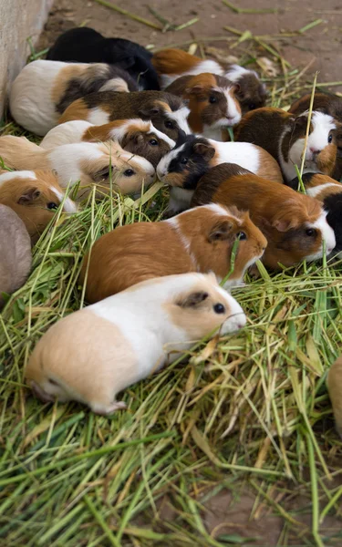 Guinea pig, close up — Stock Photo, Image