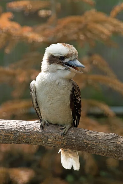 Kookaburra rindo (Dacelo novaeguineae) — Fotografia de Stock