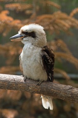 Gülen yalıçapkını (Dacelo novaeguineae)