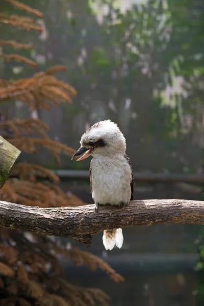 Lachende kookaburra (Dacelo novaeguineae) — Stockfoto