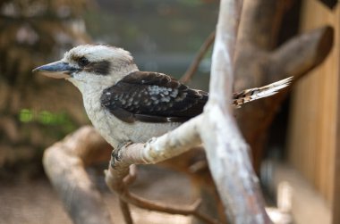 Gülen yalıçapkını (Dacelo novaeguineae)