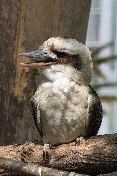 Lachende kookaburra (Dacelo novaeguineae) — Stockfoto