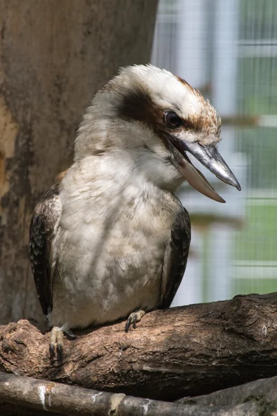 Riéndose kookaburra (Dacelo novaeguineae) — Foto de Stock