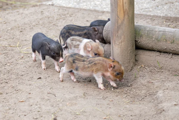 Diversi pentola pancia maiale — Foto Stock