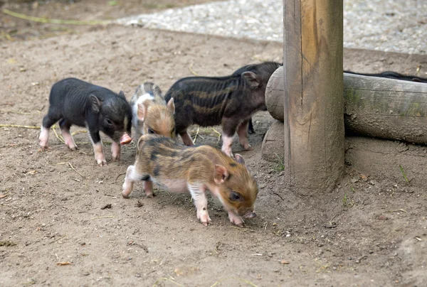Varios cerdo vientre de marihuana — Foto de Stock