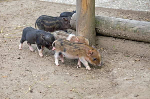 Diversi pentola pancia maiale — Foto Stock