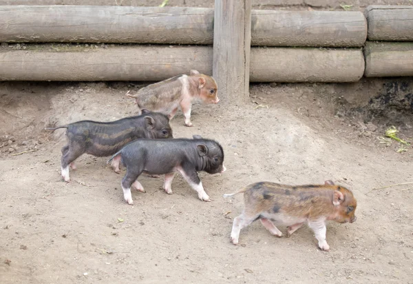 Διάφορα δοχείο bellied γουρούνι — Φωτογραφία Αρχείου