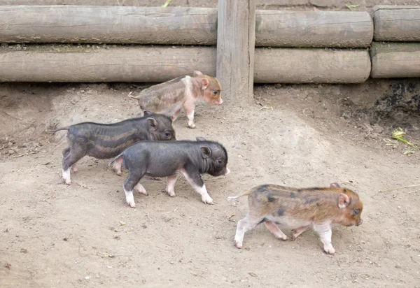 Diversi pentola pancia maiale — Foto Stock