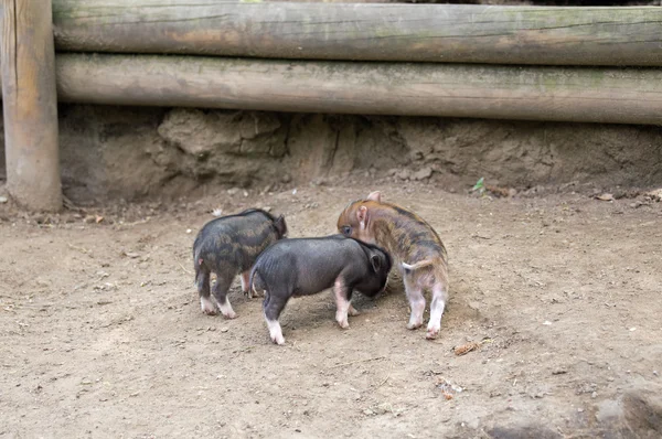 Verschillende pot bellied varken — Stockfoto