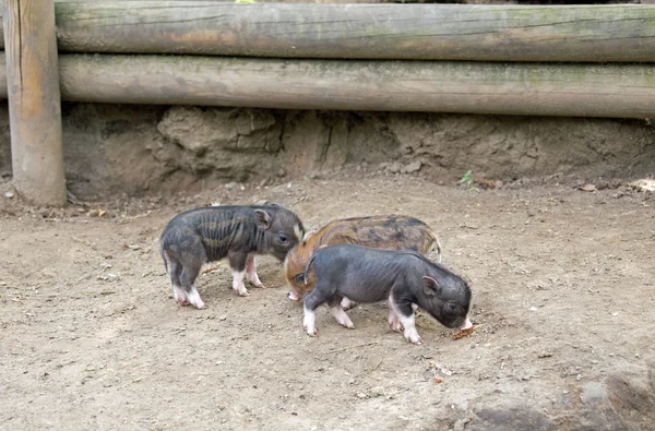 Several pot bellied pig — Stock Photo, Image