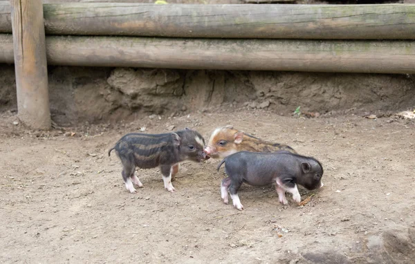 Διάφορα δοχείο bellied γουρούνι — Φωτογραφία Αρχείου