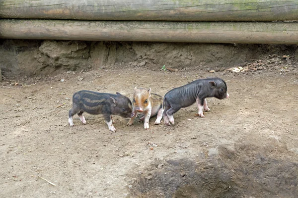 Кілька поросят свині — стокове фото