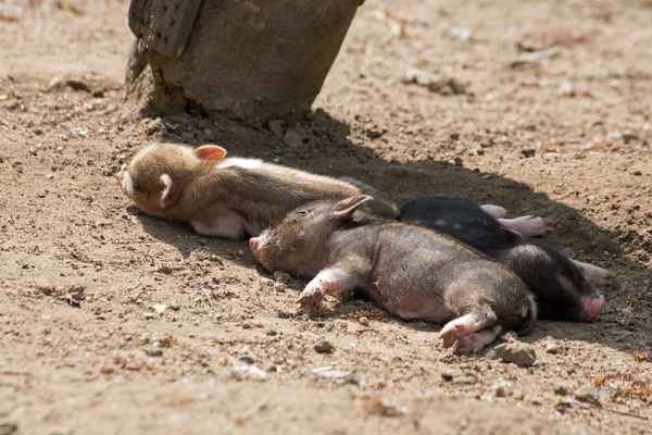 Verschillende pot bellied varken — Stockfoto