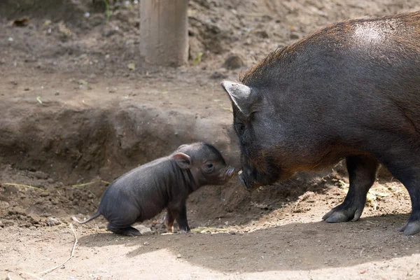 Pot-bellied varkens en biggen — Stockfoto