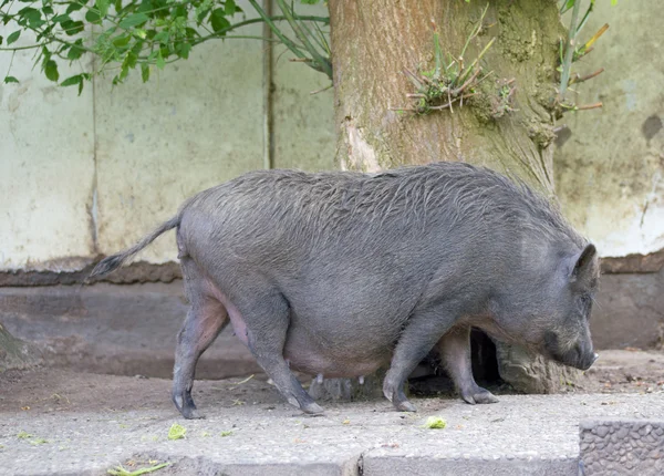 Желтобрюхая свинья — стоковое фото