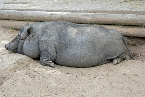 Δοχείο bellied γουρούνι — Φωτογραφία Αρχείου