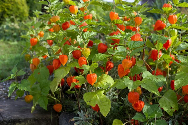 Çince fener çiçeği (physalis alkekengi)