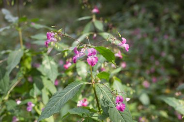 polislerdenbirinin kask, impatiens Tagetes