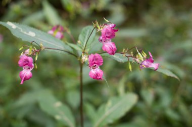 polislerdenbirinin kask, impatiens Tagetes