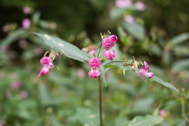 polislerdenbirinin kask, impatiens Tagetes