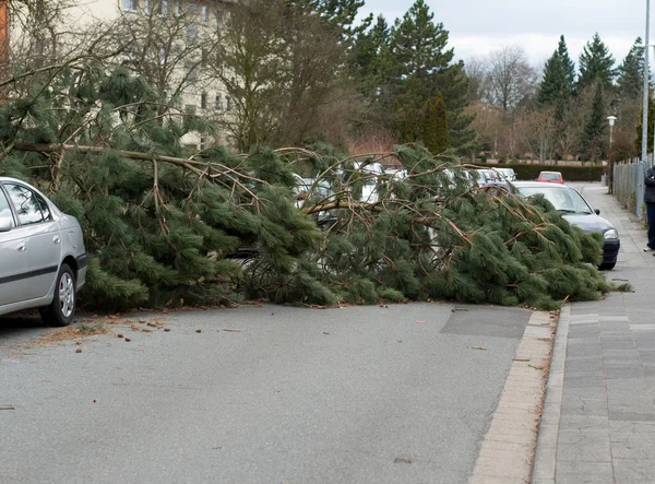 Danni da tempesta, albero caduto — Foto Stock