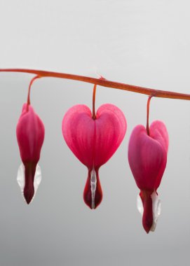 Lamprocapnos spectabilis (bleeding heart) clipart