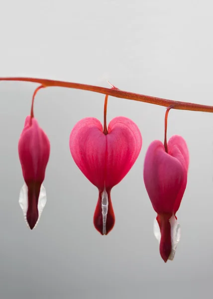 Lamprocapnos spectabilis (bloeden hart) — Stockfoto