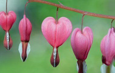 Lamprocapnos spectabilis (bleeding heart) clipart