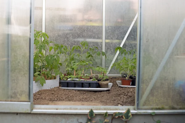 Tomato plants — Stock Photo, Image