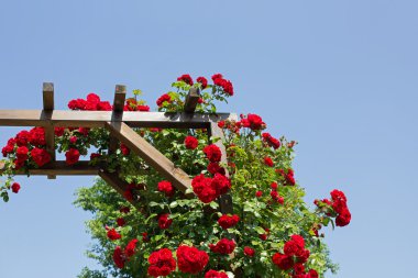 Gül çardak