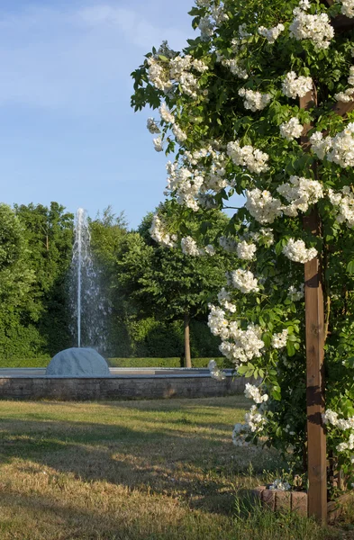 Rosenlaube und Brunnen — Stockfoto