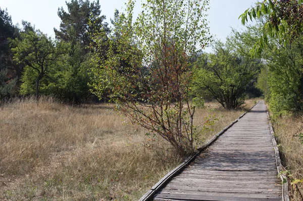 Planks way — Stock Photo, Image