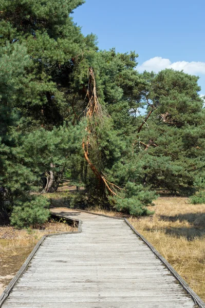 Plankenweg — Stockfoto