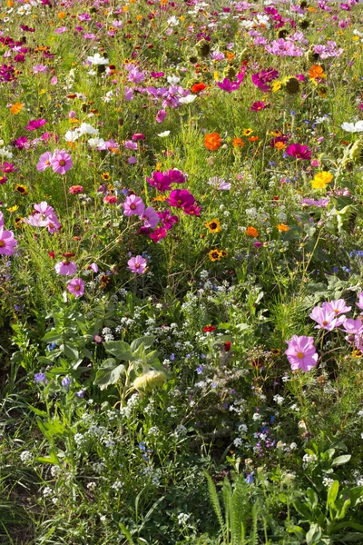 Flower meadow — Stock Photo, Image