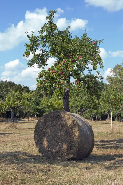 Orchard — Stock Photo, Image