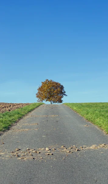 Path to a tree — Stock Photo, Image