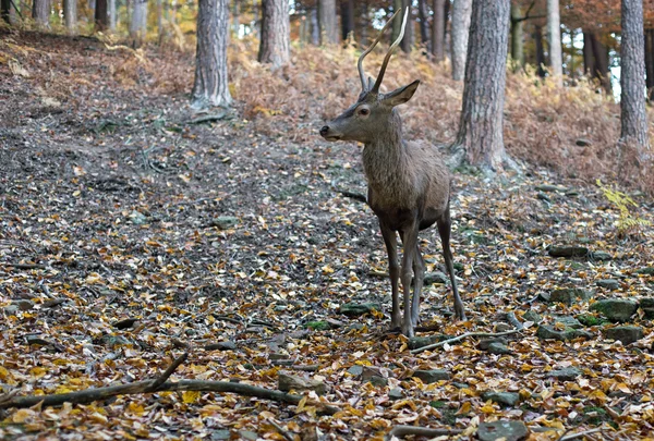 Roebuck dans la forêt — Photo