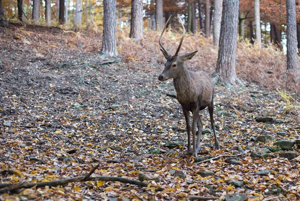 Roebuck dans la forêt — Photo